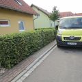 Hecke angepflanzt 2006-pflegen 2012