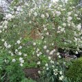 Viburnum im FrÃ¼hjahr_IMG_2992_0
