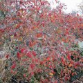 Viburnum mit HerbstfÃ¤rbungen_IMG_2992_1