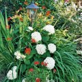 Rotweiß_Hortensie+Montbretien+Taglilie+Geranientopf