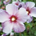 Roseneibisch-Hibiscus