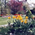Leuchtende Farben im Frühling