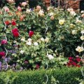Romantische Rosenarangements