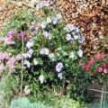 Roseneibisch-Hibiscus syriacus