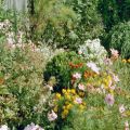 hochsommerliches Beet