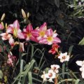 Farben der Taglilien