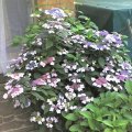 Tellerhortensie_Hydrangea serrata ´Intermedia`