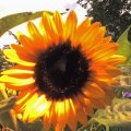 GÃ¤rtnerâ©s Sonnenblume- Gardenerâ©s Sunflower