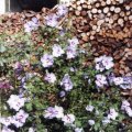 Garten-Roseneibisch