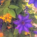 Kombinationen-Clematis+Lonicera