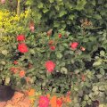 Rose im Kübel-Pretty Sunrise