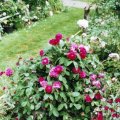 Historische `Rose d`Rescht`