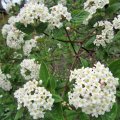 Schneeball-Viburnum_2