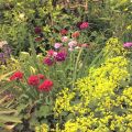 Stauden-Mix-Beet