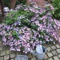 Tellerhortensie_Hydrangea serrata ântermediea`_IMG_0984