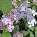 Tellerhortensie_Hydrangea serrata ântermediea`_IMG_0985