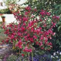 Weigela-StÃ¤mmchen im KÃ¼bel mit Unterpflanzung