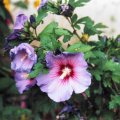 oder doch wieder Hibiscus syriacus
