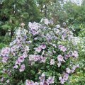 oder Roseneibisch?