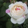 IMG_0792