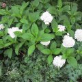 IMG_0957
