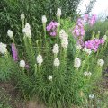 IMG_0959