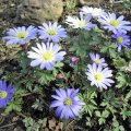 Anemonen-FrÃ¼hlingsblau_1