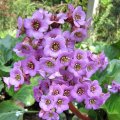 Bergenia halbschattig auf sandigem Lehmboden