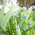Blaustern im Irisbeet