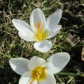 Blueten-Faszinationen_IMG_0377