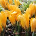 Childs of Spring_IMG_0347