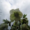 Christrose-Helleborus_2