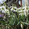 Das Schneegloeckchen_3