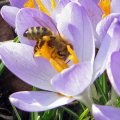 Der erste FrÃ¼hlingsnektar