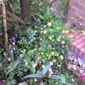 FrÃ¼hlings-Arrangements