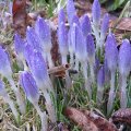 FrÃ¼hlingsfeeling_IMG_0346