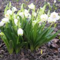 FrÃ¼hlingsknotenblume_IMG_0340