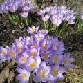 FrÃ¼hlingskrokus_1