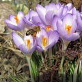 FrÃ¼hlingskrokus_2