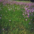 FrÃ¼hlingswiese_02