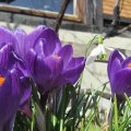IMG_0374