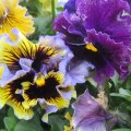 IMG_0560