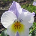 IMG_0665_1