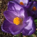 IMG_0706_1