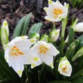 Maerzenbecher_IMG_0342