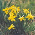 Narzissus-Variationen_2