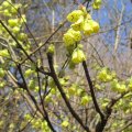 Scheinhasel_IMG_0466