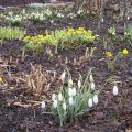 Schneegloeckchen-Winterling & Maerzenbecher_IMG_0339
