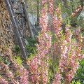 Sibirische Mandel_IMG_0544
