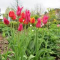 Tulipan_IMG_0914_1